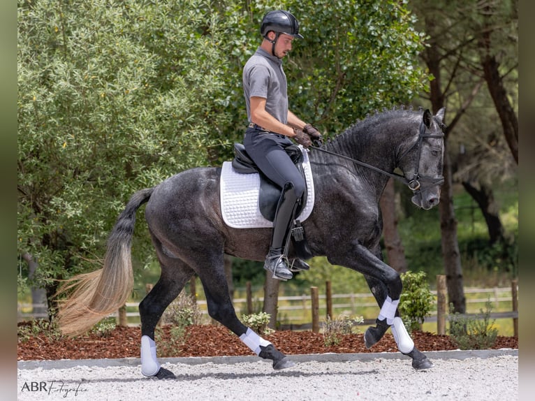 Lusitano Ogier 3 lat 158 cm Karosiwa in Vale do Pau Queimado