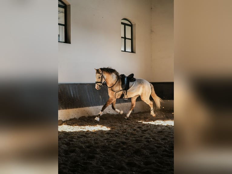 Lusitano Ogier 3 lat 158 cm in Coruche