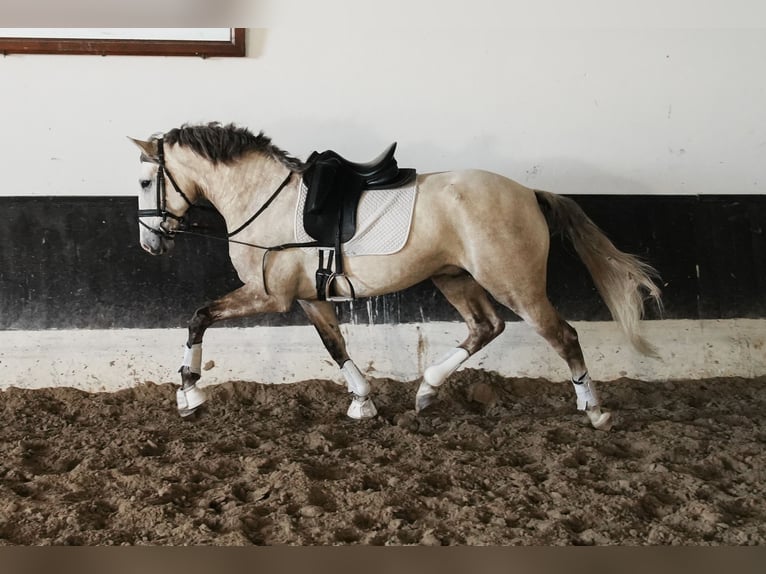 Lusitano Ogier 3 lat 158 cm in Coruche