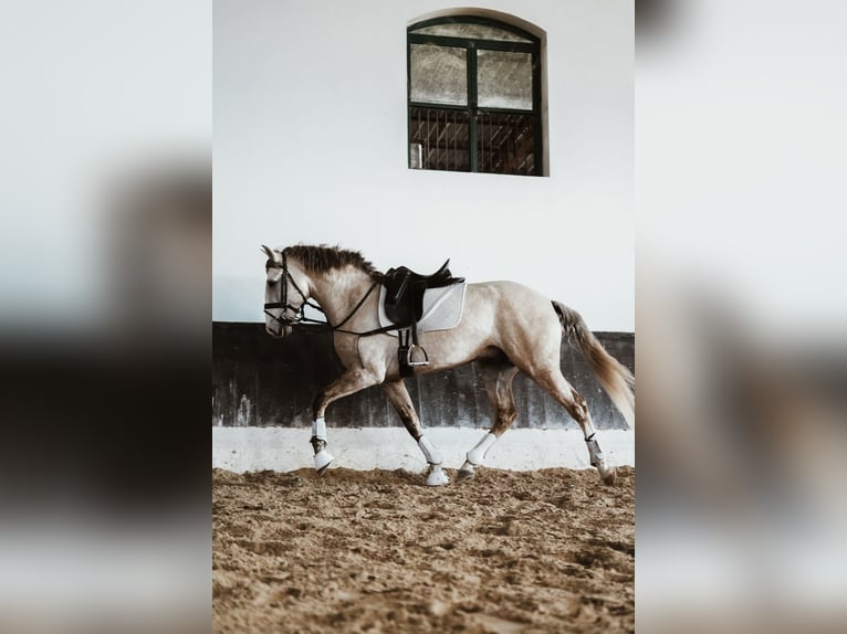 Lusitano Ogier 3 lat 158 cm in Coruche