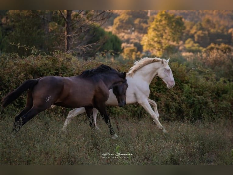 Lusitano Ogier 3 lat 158 cm Perlino in Rio Maior