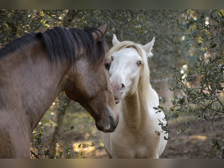 Lusitano Ogier 3 lat 158 cm Perlino in Rio Maior