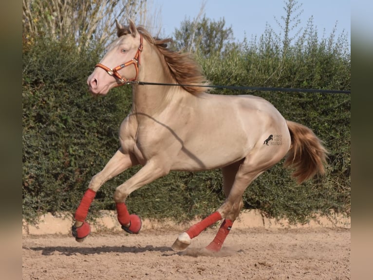 Lusitano Ogier 3 lat 159 cm Cremello in Mallorca