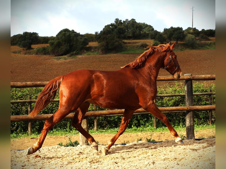 Lusitano Ogier 3 lat 159 cm Kasztanowata in Ribamar