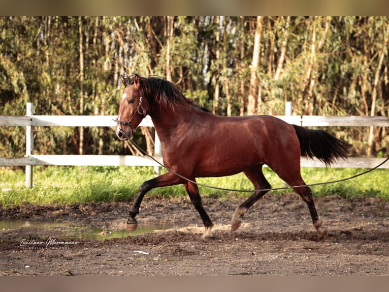 Lusitano Ogier 3 lat 160 cm Gniada in Rio Maior