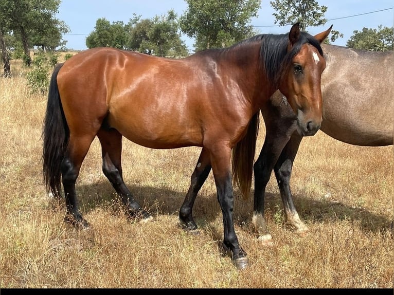 Lusitano Ogier 3 lat 160 cm Gniada in Castelo Branco