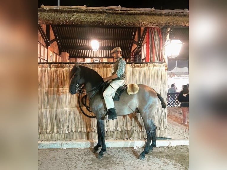 Lusitano Mix Ogier 3 lat 160 cm Grullo in Rio-Maior