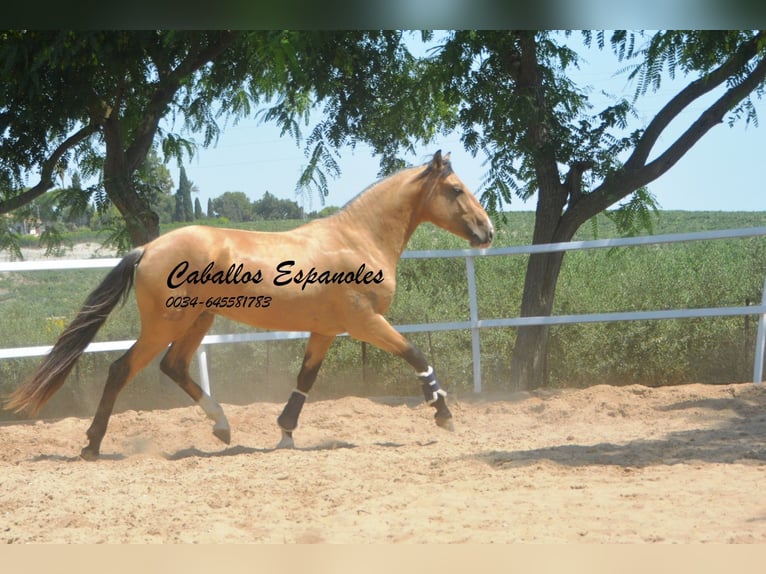 Lusitano Ogier 3 lat 160 cm Jelenia in Vejer de la Frontera