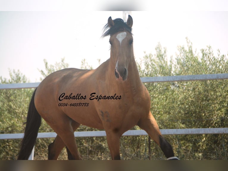 Lusitano Ogier 3 lat 160 cm Jelenia in Vejer de la Frontera