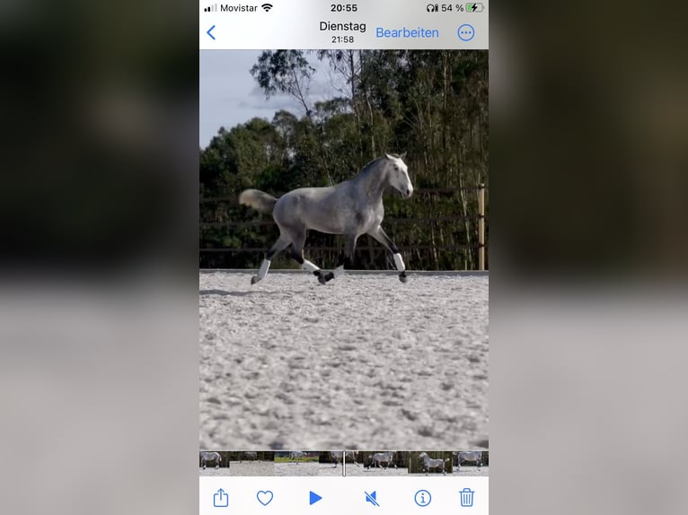 Lusitano Ogier 3 lat 160 cm Siwa in Cartaxo