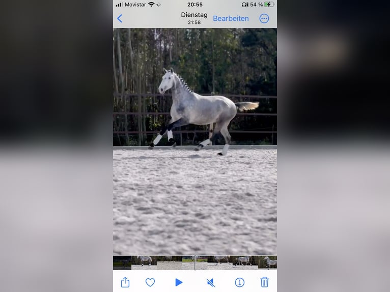 Lusitano Ogier 3 lat 160 cm Siwa in Cartaxo