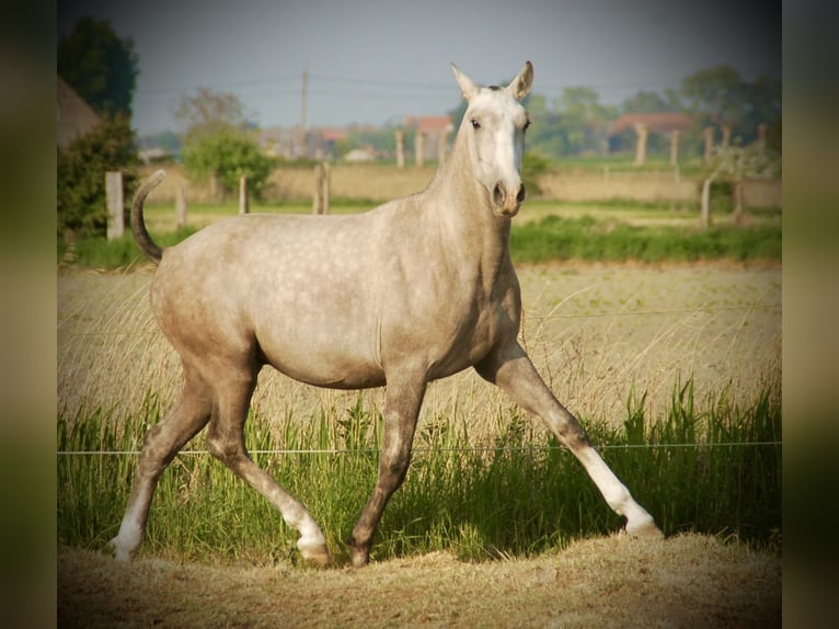 Lusitano Ogier 3 lat 160 cm Siwa in Bredene