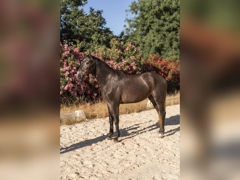 Lusitano Ogier 3 lat 160 cm Stalowosiwy in Vila Viçosa