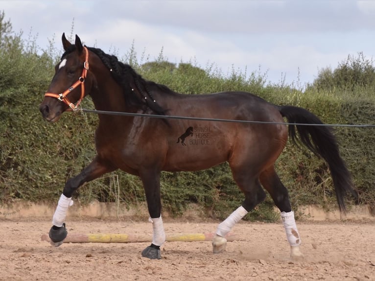 Lusitano Ogier 3 lat 161 cm Gniada in Mallorca