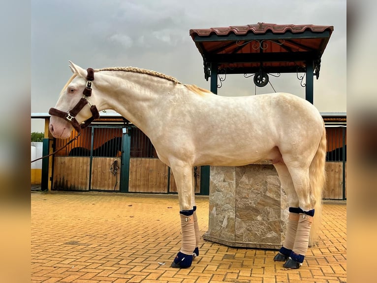 Lusitano Ogier 3 lat 162 cm Cremello in Martfeld