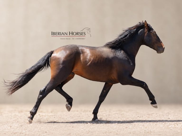 Lusitano Mix Ogier 3 lat 162 cm Gniada in Navas Del Madroño