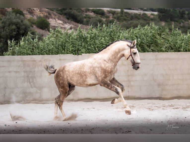 Lusitano Ogier 3 lat 162 cm Siwa in Rio Maior