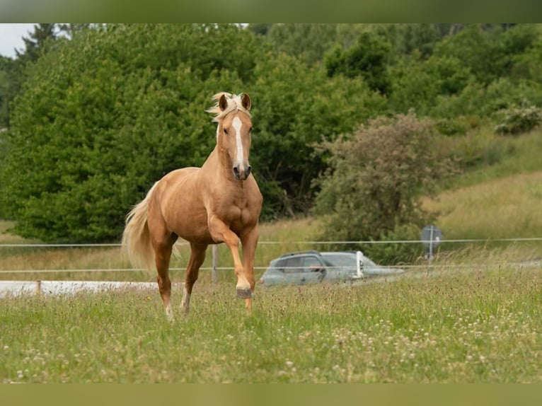 Lusitano Ogier 3 lat 163 cm Izabelowata in Trier