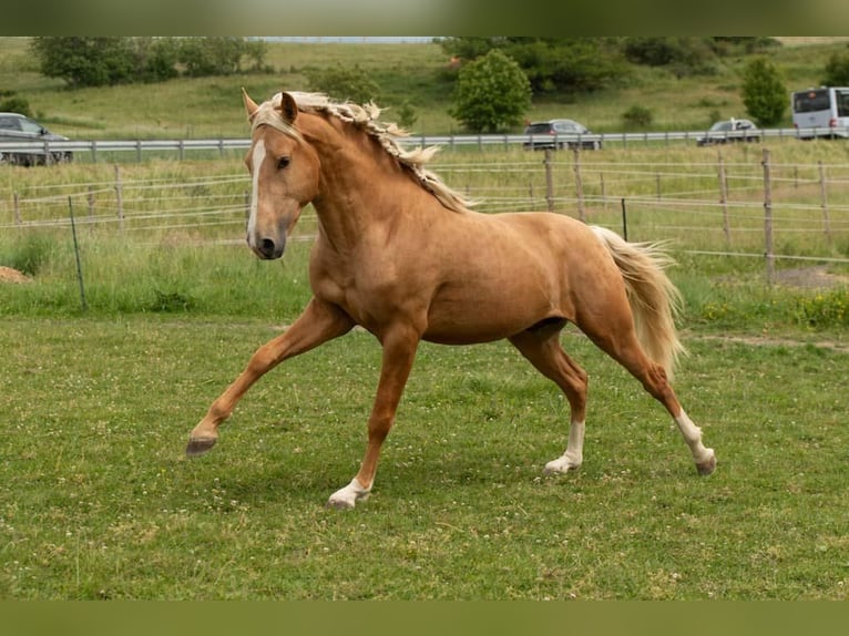 Lusitano Ogier 3 lat 163 cm Izabelowata in Trier
