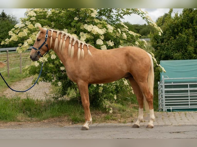 Lusitano Ogier 3 lat 163 cm Izabelowata in Trier