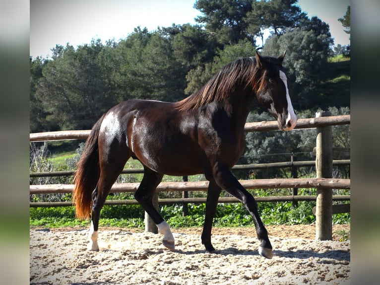 Lusitano Ogier 3 lat 163 cm Jelenia in Ribamar