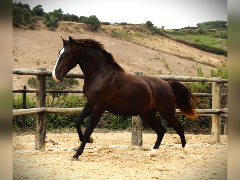 Lusitano Ogier 3 lat 163 cm Jelenia in Ribamar