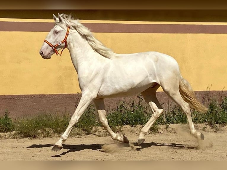 Lusitano Ogier 3 lat 164 cm Cremello in Cacéres