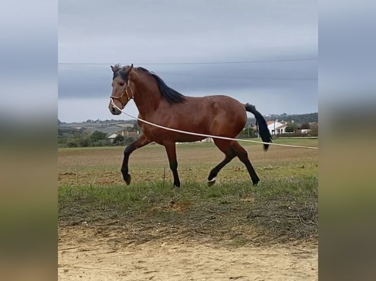 Lusitano Ogier 3 lat 164 cm Gniada in Cartaxo
