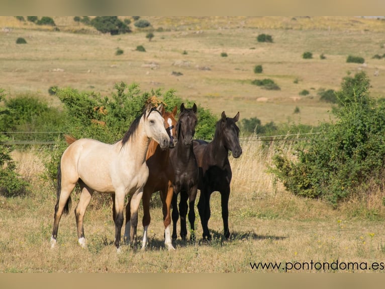 Lusitano Ogier 3 lat 164 cm Jelenia in Espirdo
