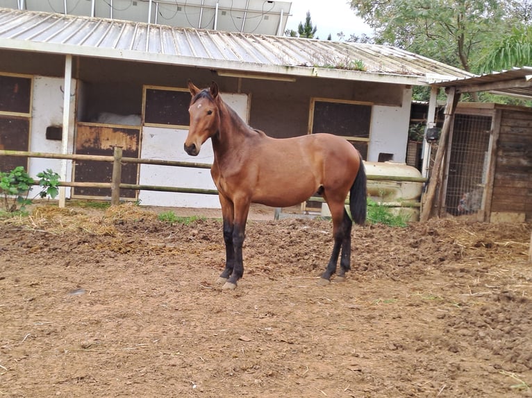 Lusitano Ogier 3 lat 165 cm Kasztanowata in Pera