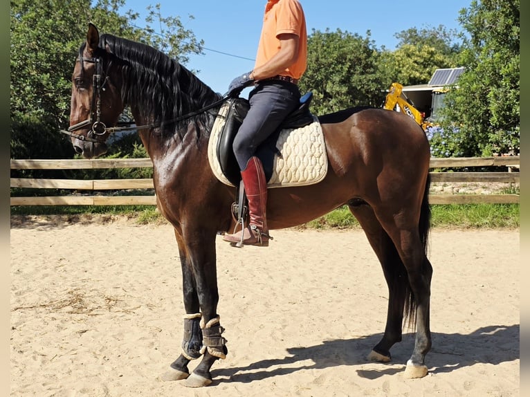 Lusitano Ogier 3 lat 165 cm Kasztanowata in Pera