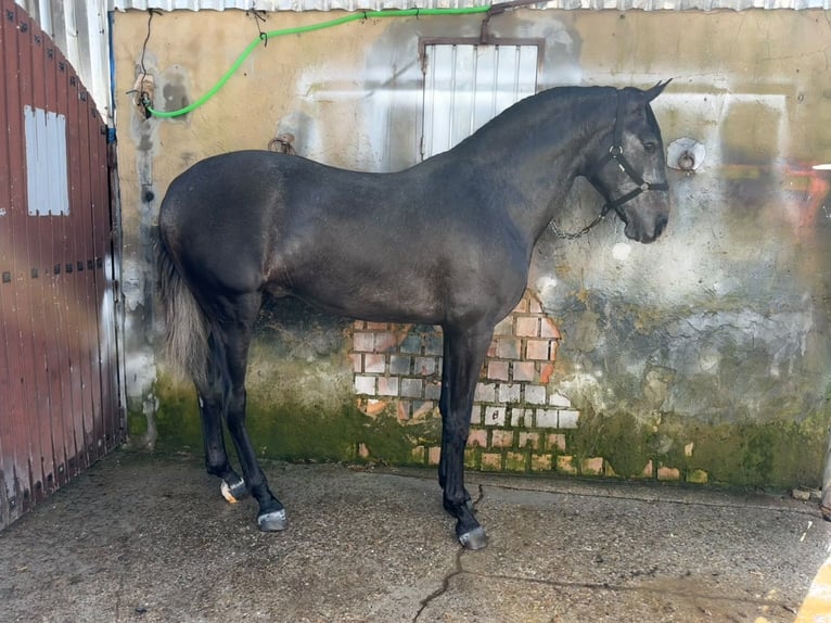 Lusitano Ogier 3 lat 165 cm Siwa in Jerez
