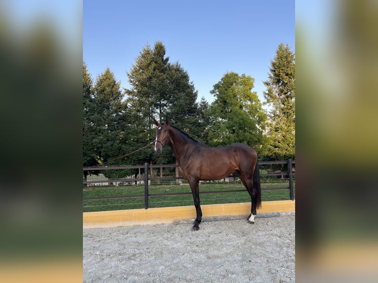 Lusitano Ogier 3 lat 167 cm Gniada in Amarante
