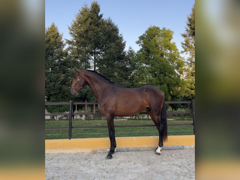 Lusitano Ogier 3 lat 167 cm Gniada in Amarante