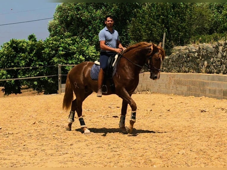 Lusitano Ogier 3 lat 168 cm Ciemnokasztanowata in Almancil