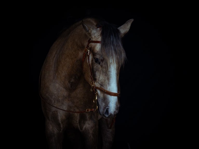 Lusitano Ogier 3 lat 168 cm Siwa in Postfeld