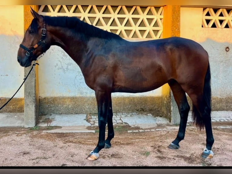 Lusitano Ogier 3 lat 170 cm Gniada in Coudelaria