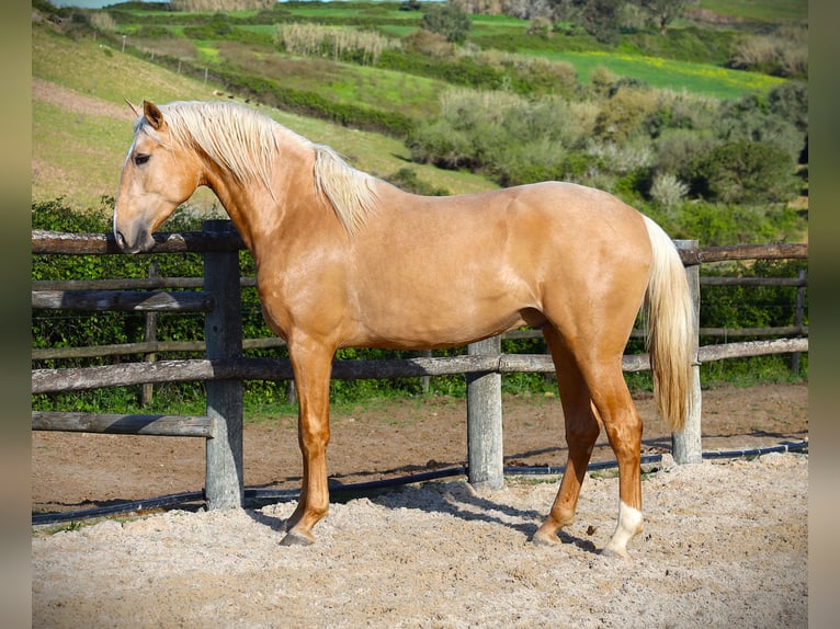 Lusitano Ogier 3 lat 170 cm Izabelowata in Ribamar