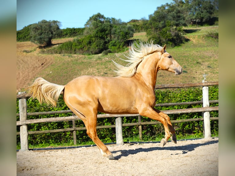 Lusitano Ogier 3 lat 170 cm Izabelowata in Ribamar