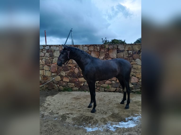 Lusitano Ogier 3 lat Siwa in Tarifa