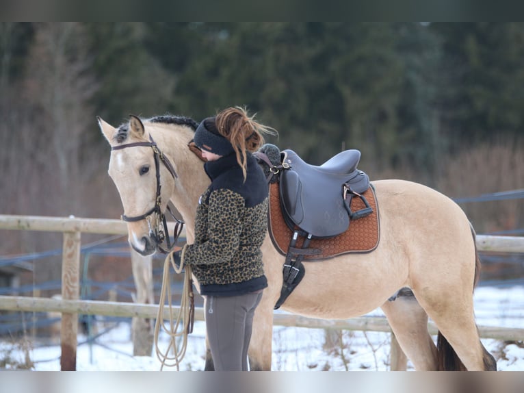 Lusitano Ogier 4 lat 153 cm Jelenia in Postfeld