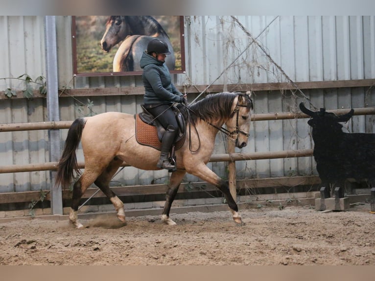 Lusitano Ogier 4 lat 153 cm Jelenia in Postfeld