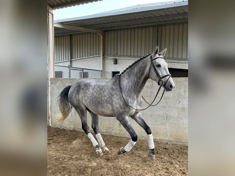 Lusitano Ogier 4 lat 155 cm Biała in Terlamonte