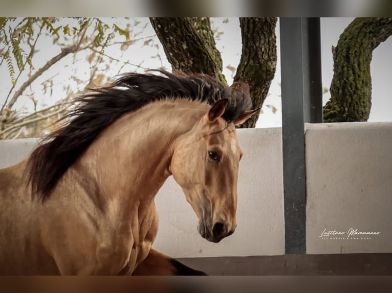 Lusitano Ogier 4 lat 155 cm Bułana in Vila Viçosa