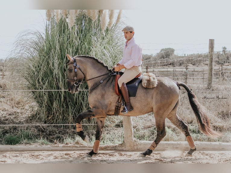 Lusitano Ogier 4 lat 157 cm Grullo in Lissabon Lusitano Ogier 4 lat 157 cm Grullo in Lissabon