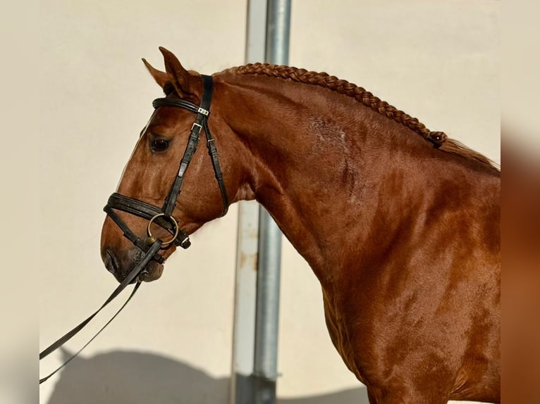 Lusitano Ogier 4 lat 157 cm Kasztanowata in Hamburg