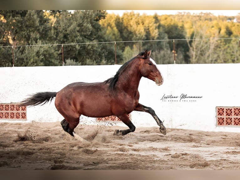 Lusitano Ogier 4 lat 158 cm Gniada in Santarém