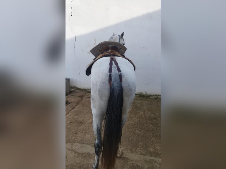 Lusitano Ogier 4 lat 158 cm Siwa in Valdecaballeros