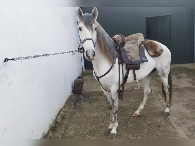 Lusitano Ogier 4 lat 158 cm Siwa in Valdecaballeros