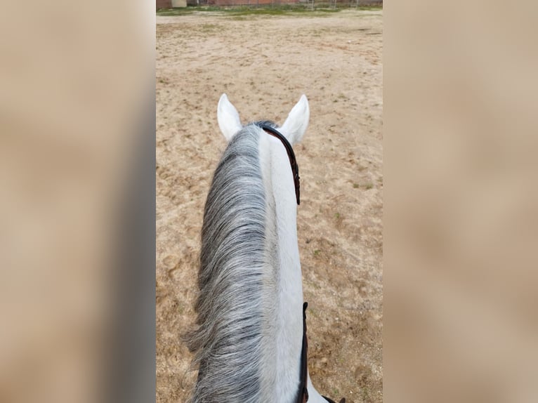 Lusitano Ogier 4 lat 158 cm Siwa in Valdecaballeros